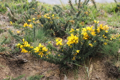 Ulex gallii