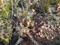 Leucospermum calligerum