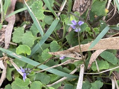 Viola silicestris