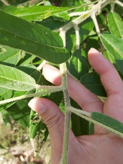 Astrotricha floccosa