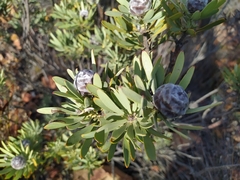Leucadendron