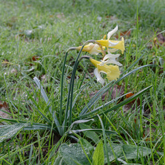 Narcissus pseudonarcissus