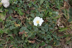 Potentilla montana