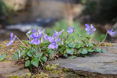 Viola riviniana
