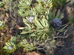 Leucadendron