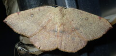 Cyclophora puppillaria