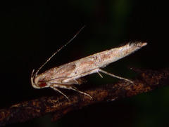 Pyroderces klimeschi