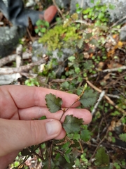 Nothofagus fusca