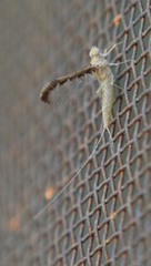 Callibaetis pretiosus