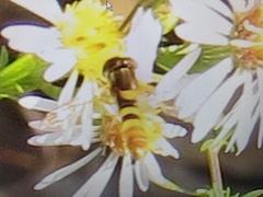 Sphaerophoria contigua