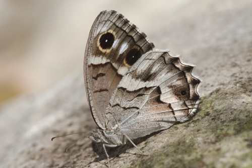 Striped Grayling