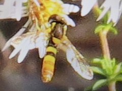 Sphaerophoria contigua