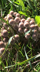 Coprinellus disseminatus