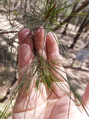 Allocasuarina