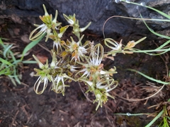 Brachystelma circinatum