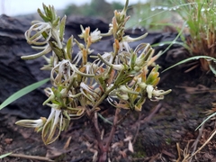 Brachystelma circinatum