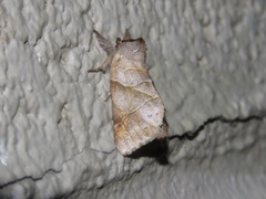 Clostera inclusa