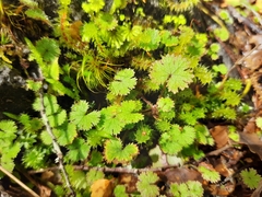 Hydrocotyle moschata