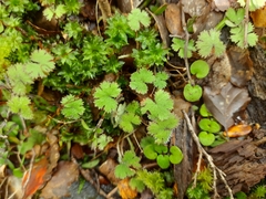 Hydrocotyle moschata