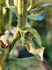 Agapostemon virescens