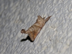Clostera inclusa