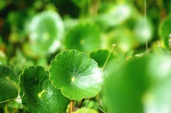 Hydrocotyle bonariensis