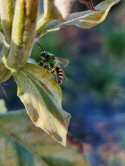 Agapostemon virescens