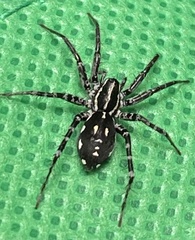 Nyssus coloripes