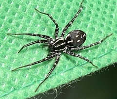 Nyssus coloripes