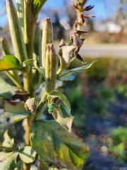 Agapostemon virescens