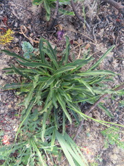 Lichtensteinia trifida