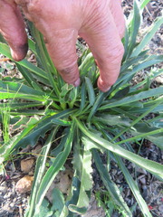 Lichtensteinia trifida