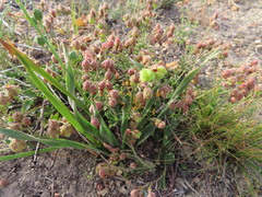 Hermannia grossularifolia