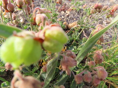 Hermannia grossularifolia