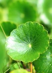 Hydrocotyle bonariensis