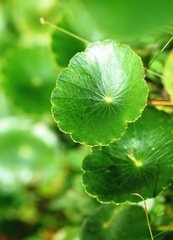 Hydrocotyle bonariensis