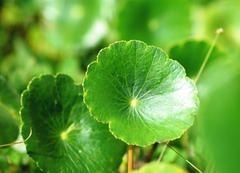 Hydrocotyle bonariensis