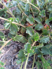 Hermannia grossularifolia