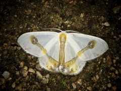 Macrocilix mysticata