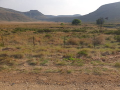 Andropogon appendiculatus