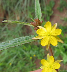 Corchorus asplenifolius