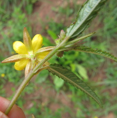 Corchorus asplenifolius