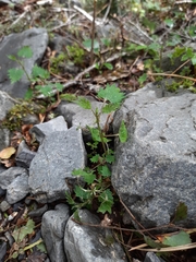 Urtica sykesii