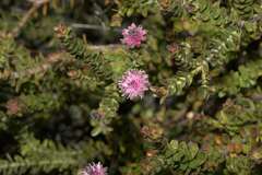 Diastella divaricata divaricata