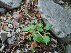 Urtica sykesii