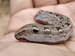 Sphingidae