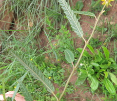 Corchorus asplenifolius