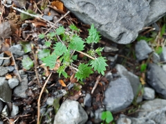 Urtica sykesii