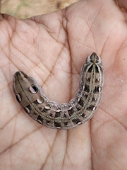 Sphingidae
