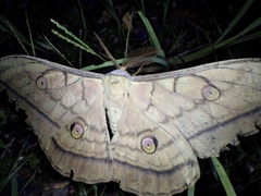 Antheraea yamamai yamamai